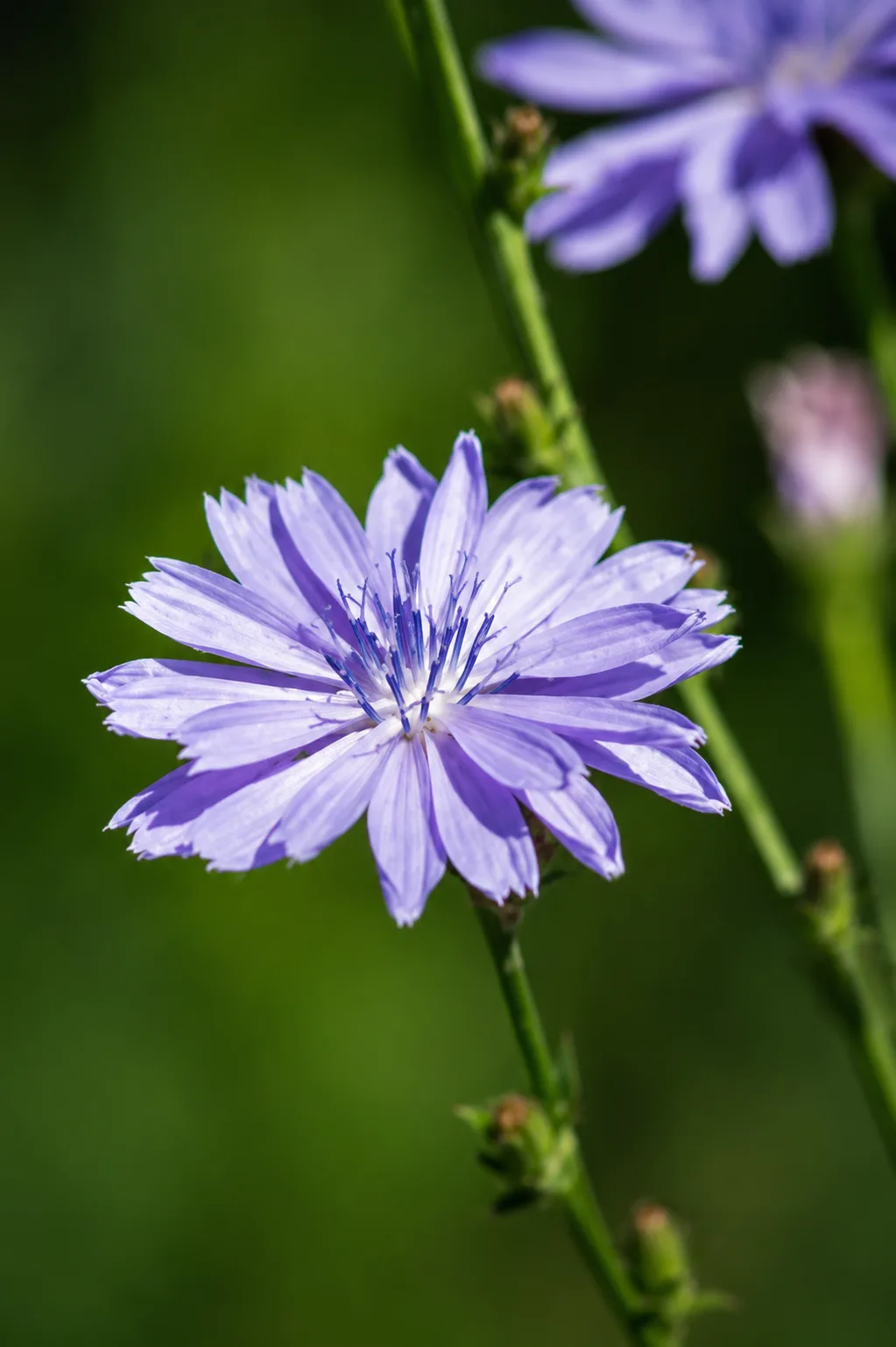 Achicoria — flor de Bach N°34