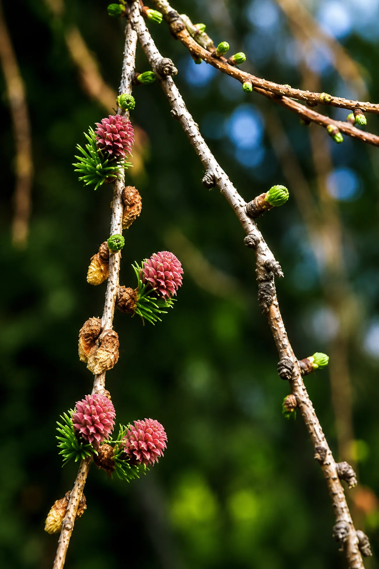 Alerce — flor de Bach N°26