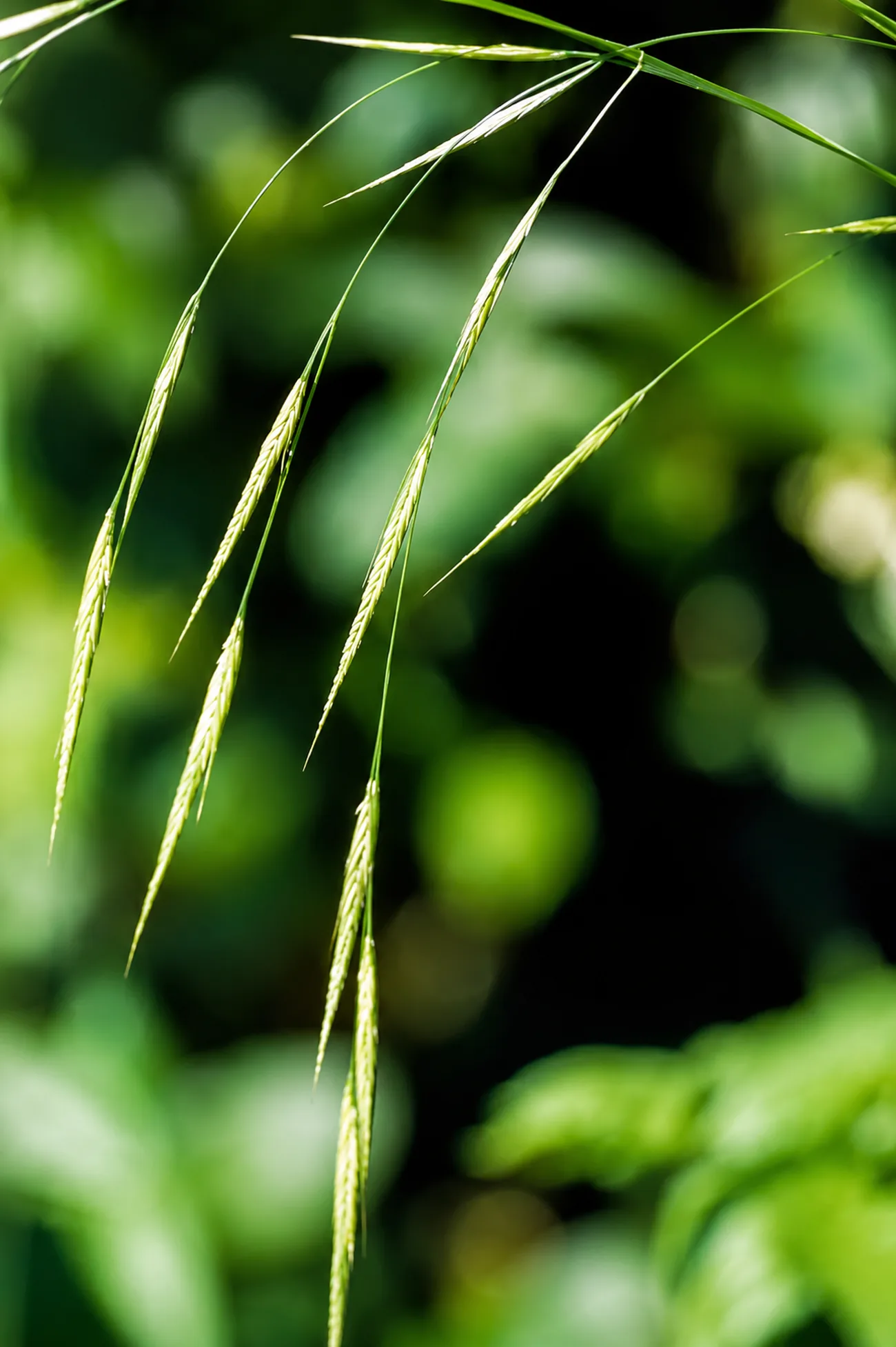 Avena Silvestre — flor de Bach N°11