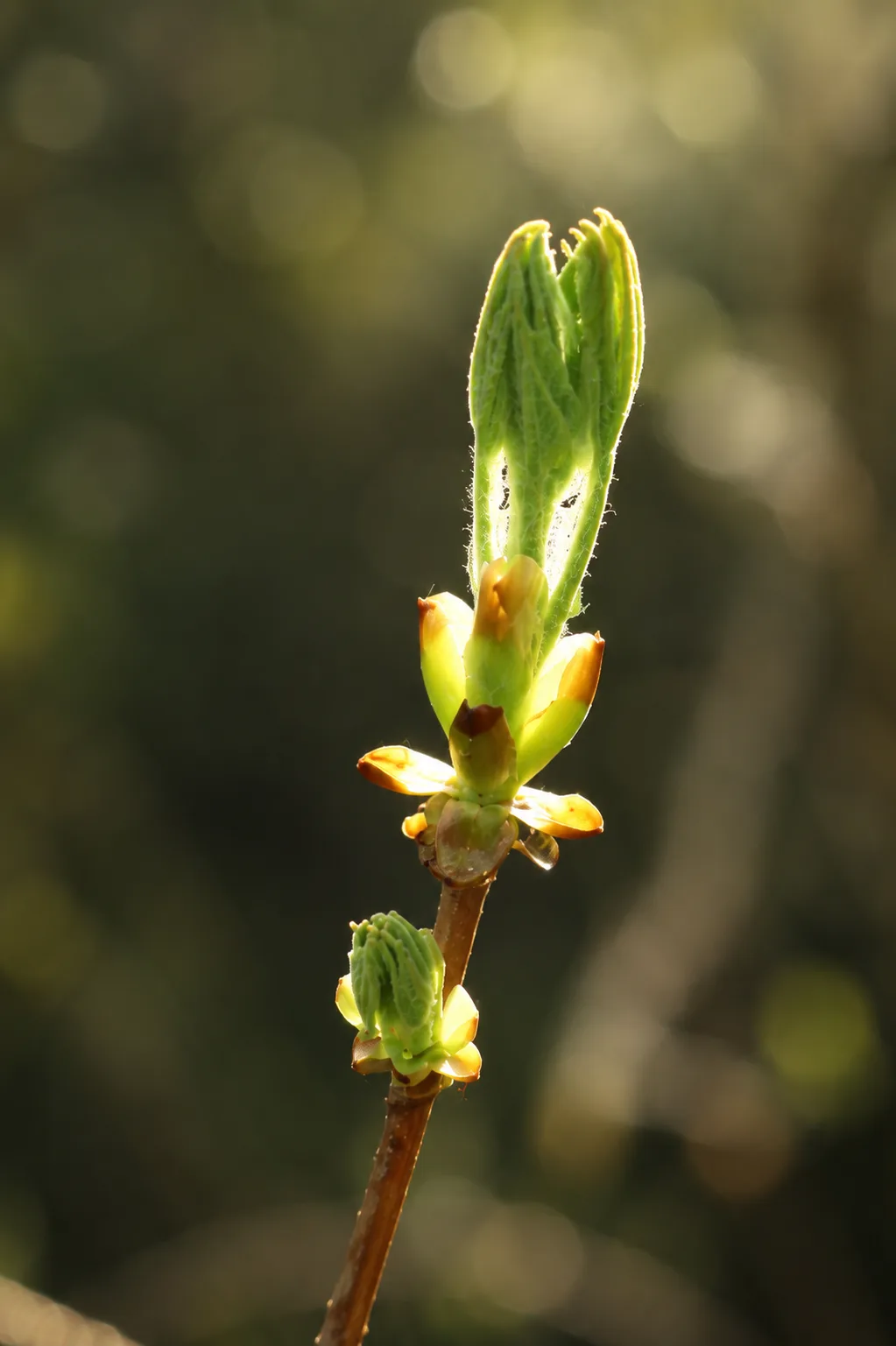 Brote de Castaño — flor de Bach N°18