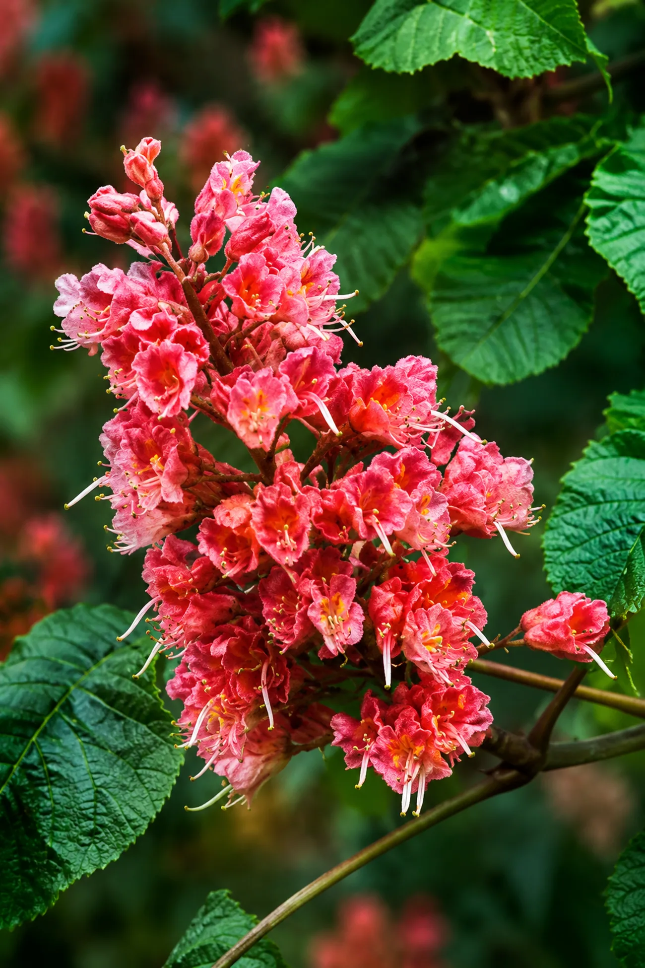Castaño Rojo — flor de Bach N°5