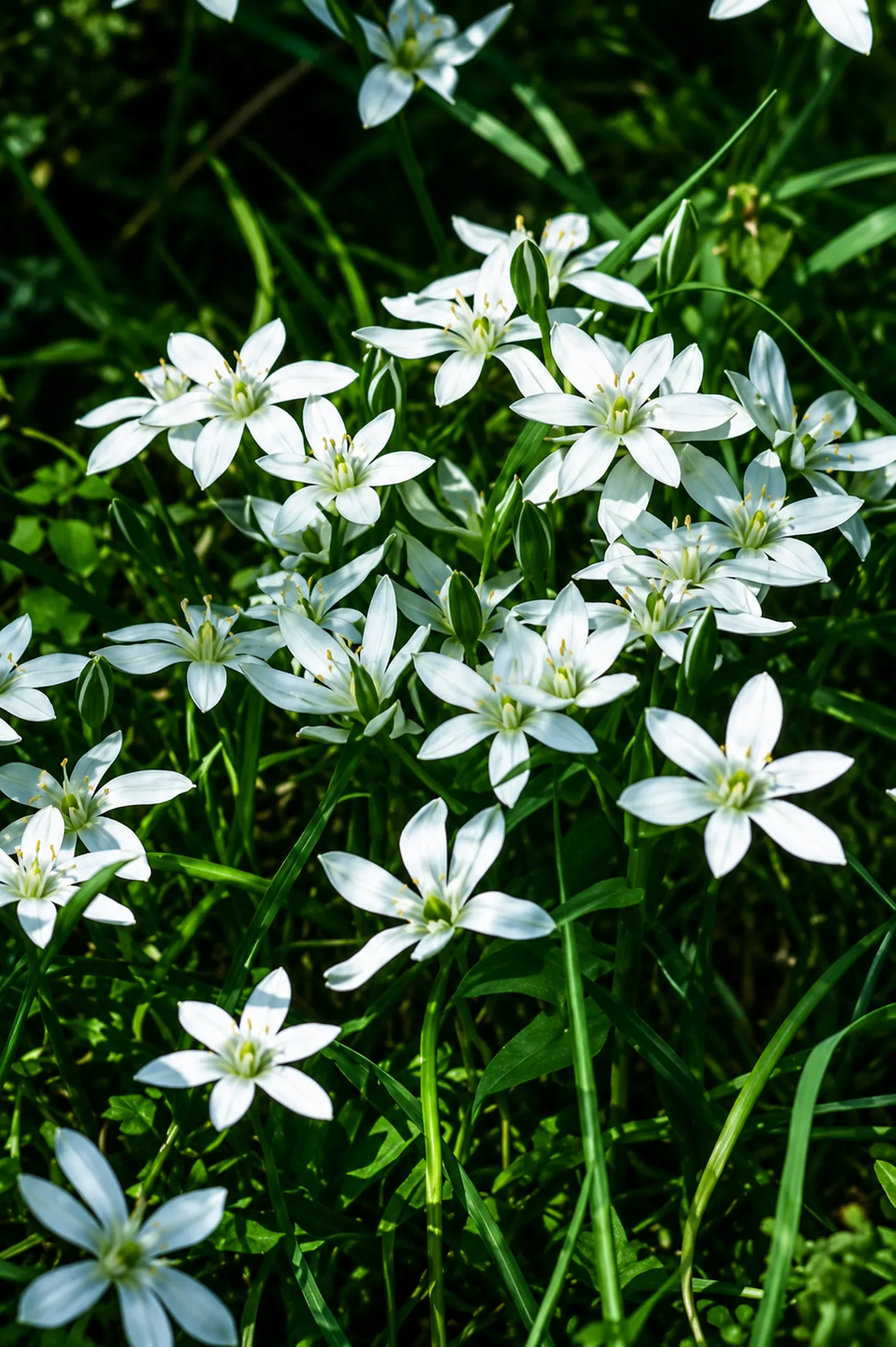 Estrella de Belén — Flor de Bach