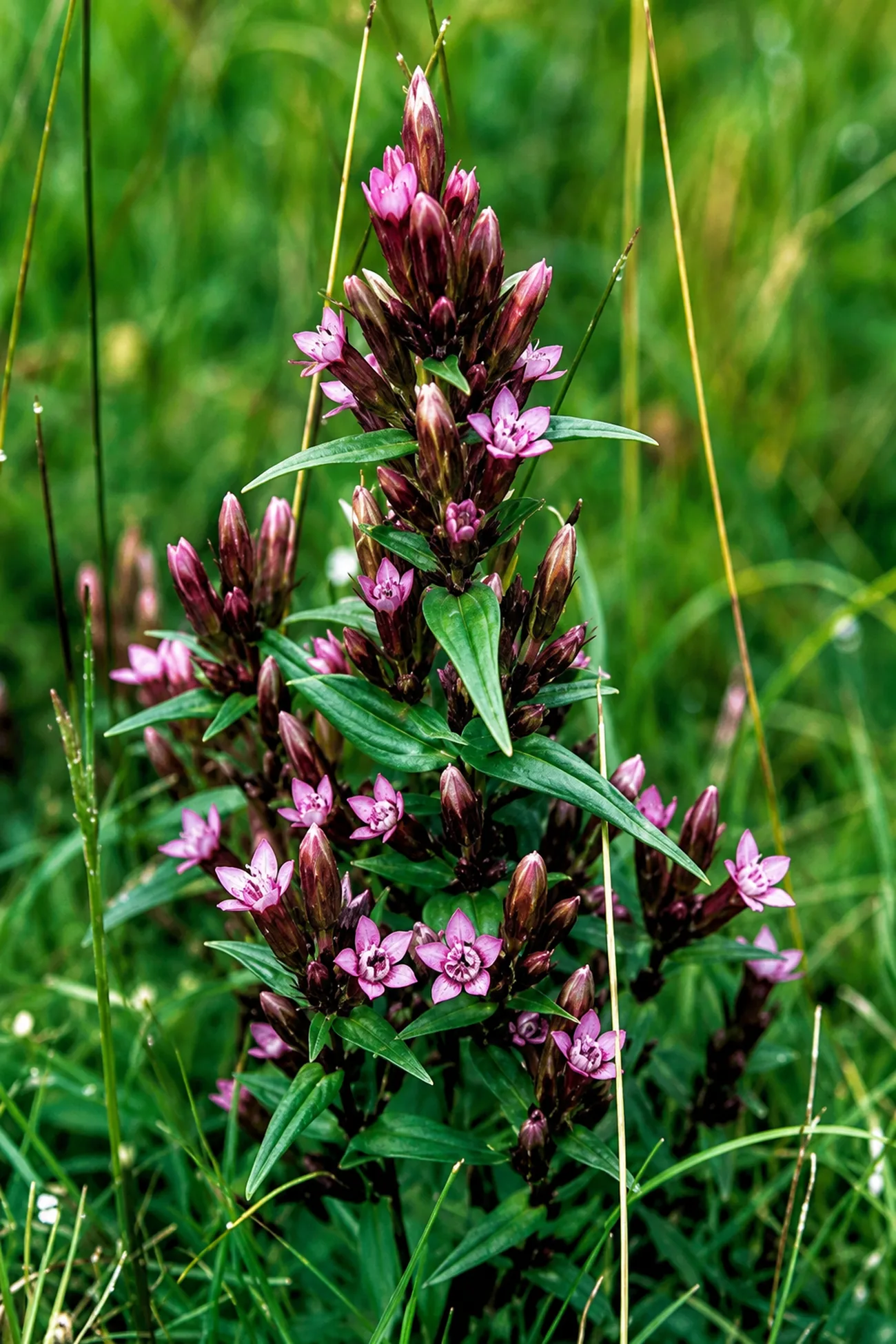 Genciana — flor de Bach N°8