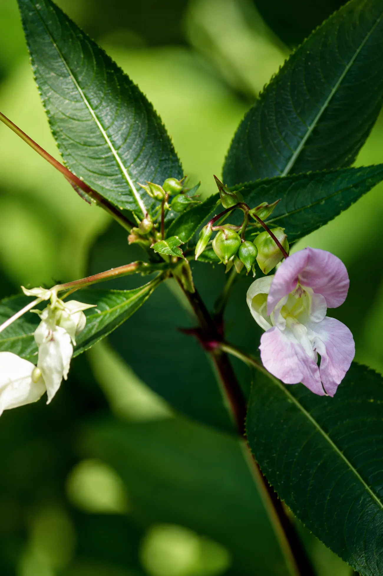 Impaciencia — flor de Bach N°20