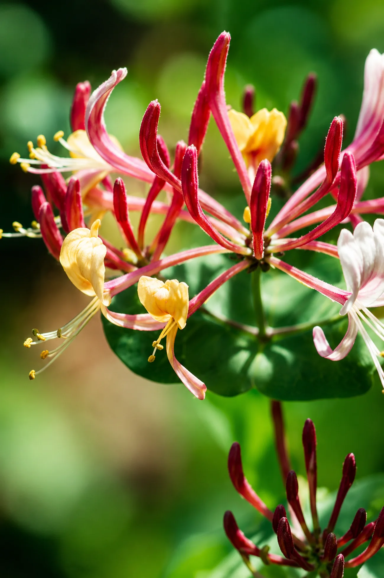 Madreselva — flor de Bach N°13