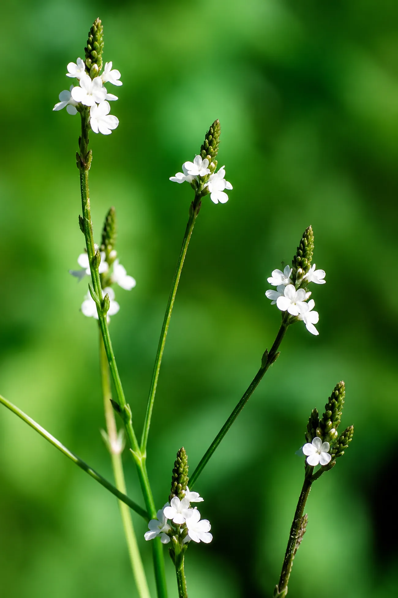 Verbena — flor de Bach N°35