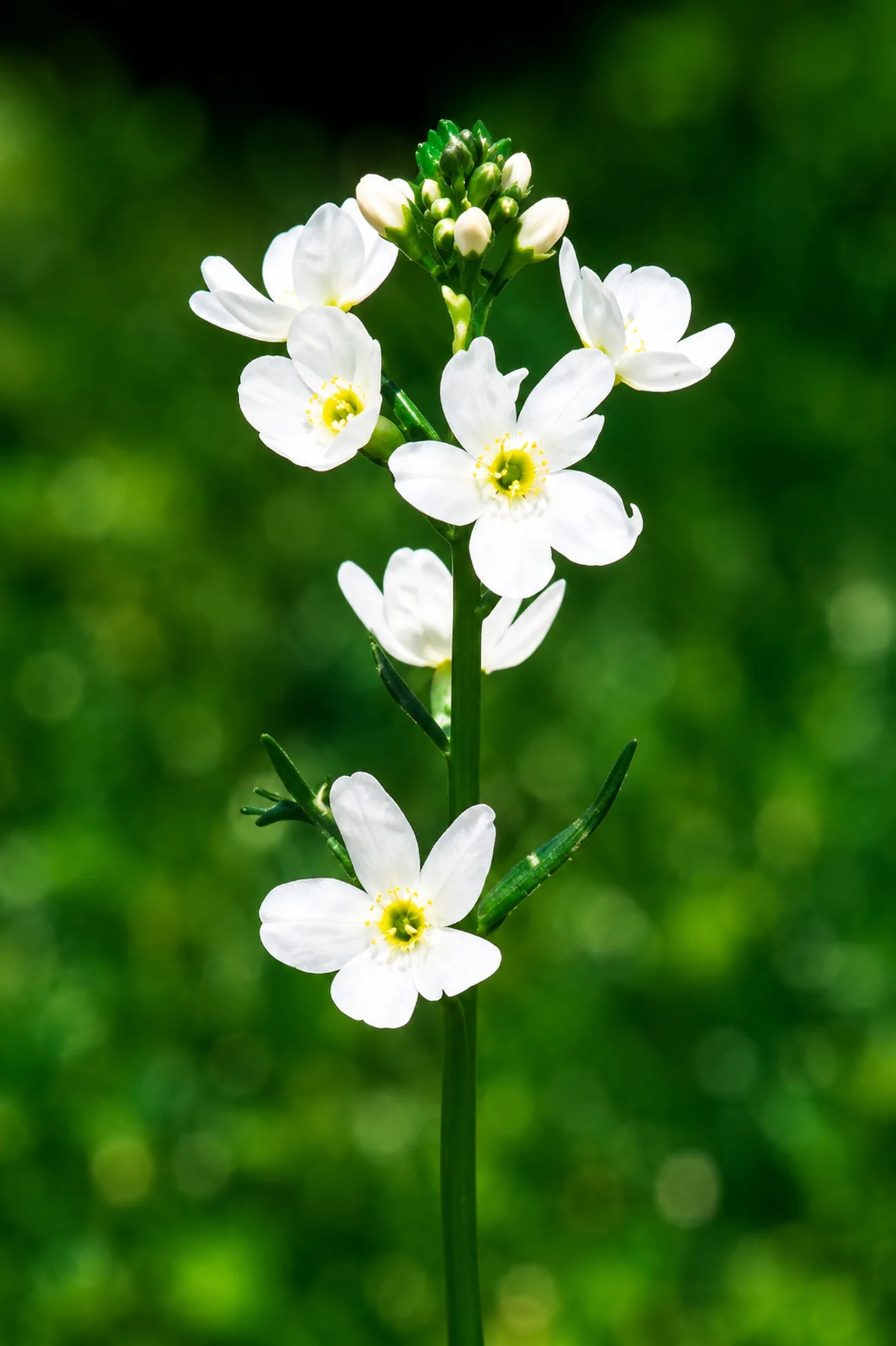 Violeta de Agua — flor de Bach N°19
